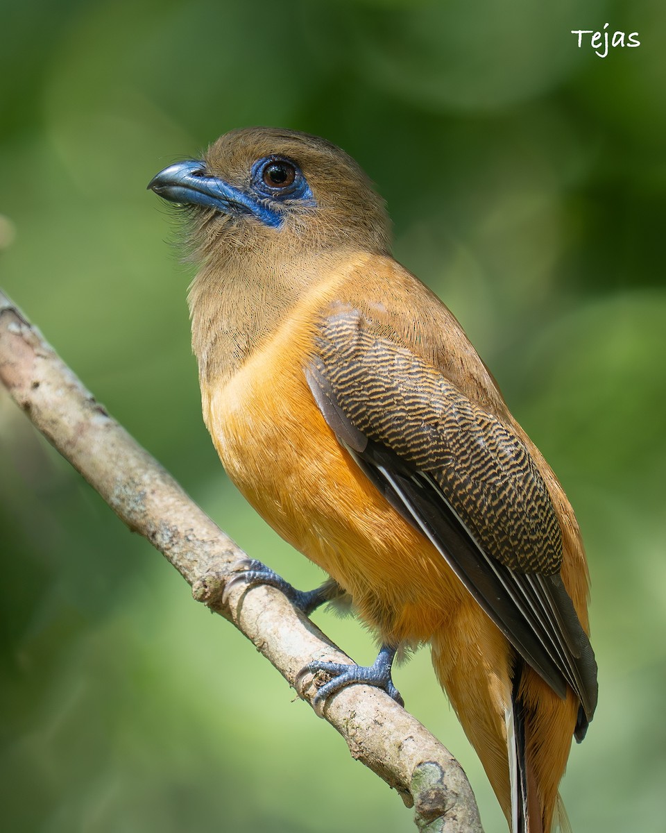 Malabar Trogon - ML649574006