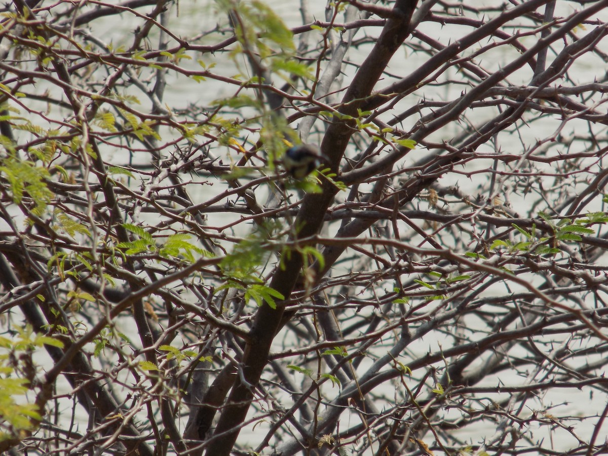 צופית בלתי-מזוהה - ML649574019