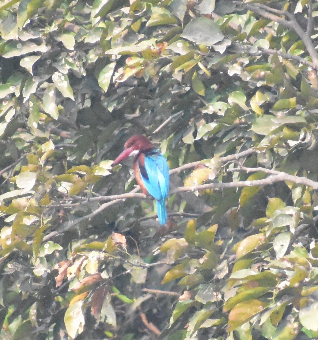 שלדג לבן-חזה - ML649574022