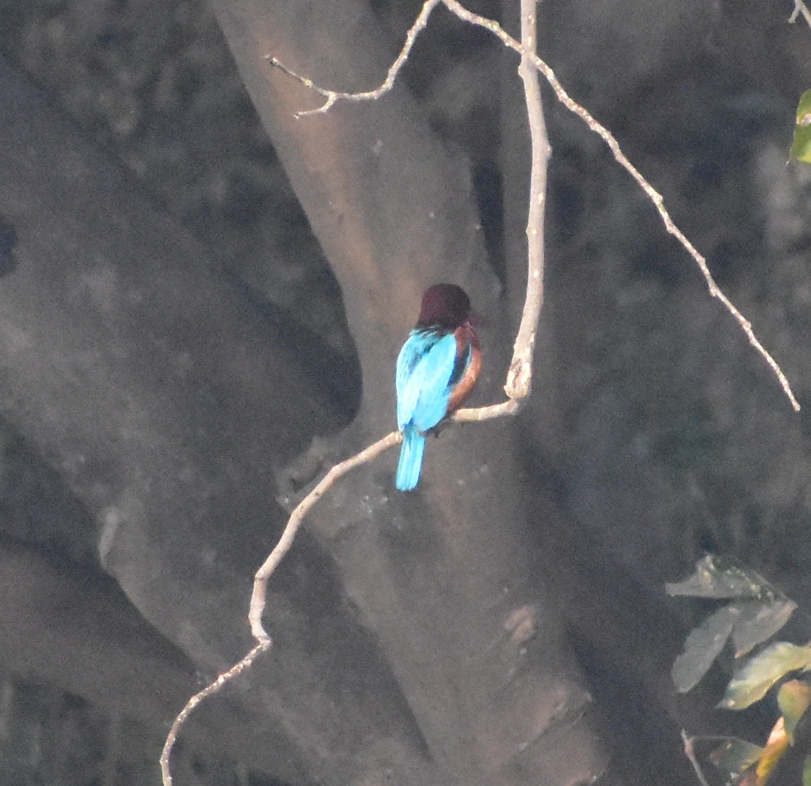 שלדג לבן-חזה - ML649574023