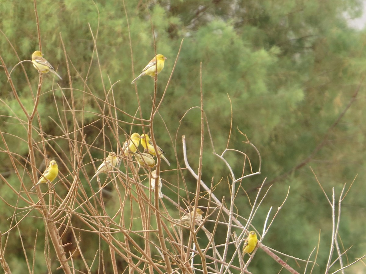 דרור ערבי סודני - ML649574028