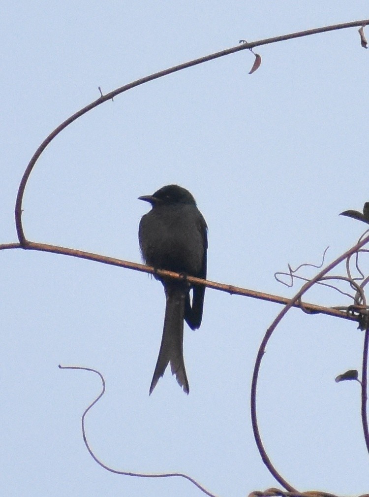 דרונגו עשנוני - ML649574030