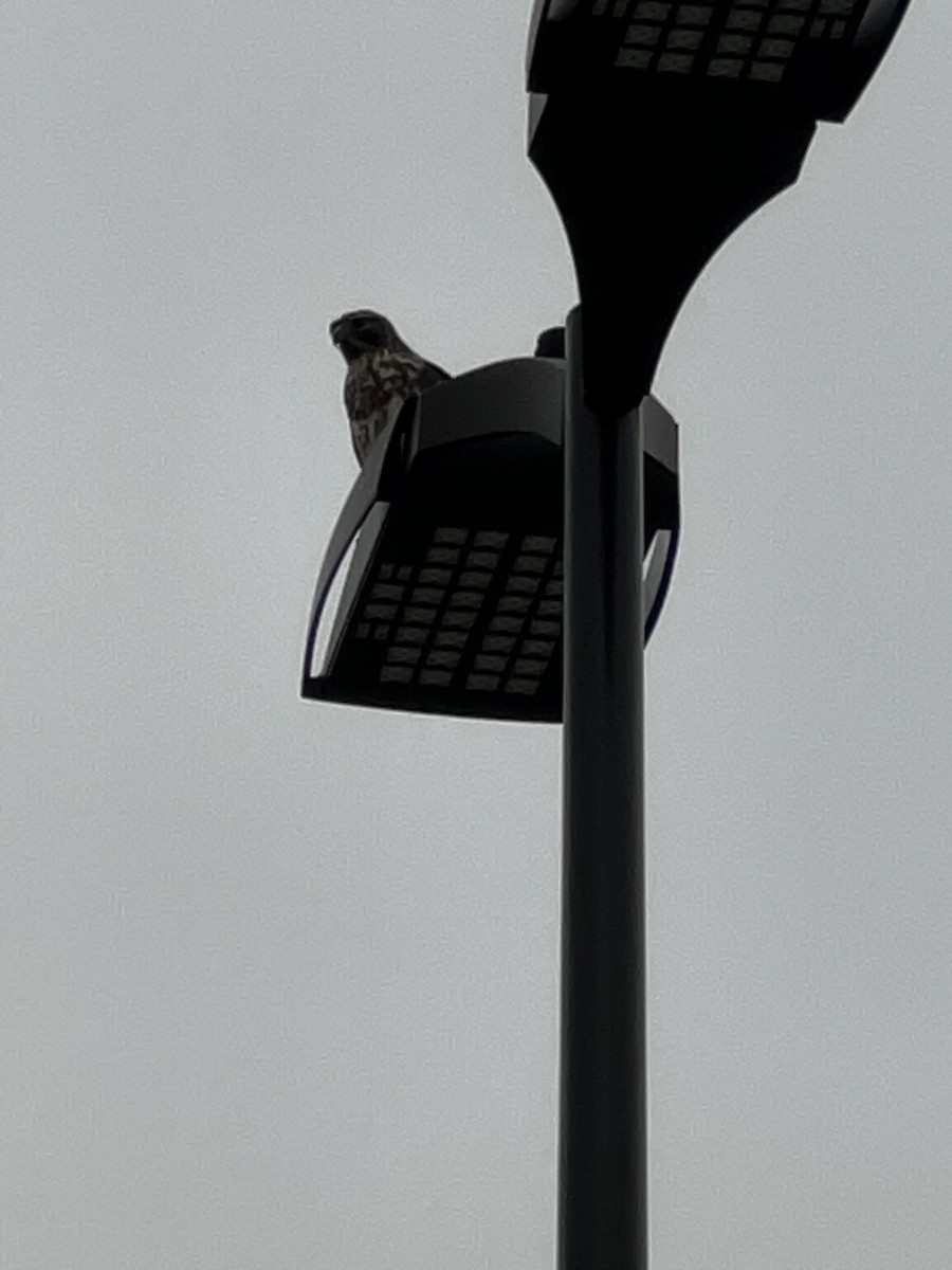 Red-shouldered Hawk - ML649574031