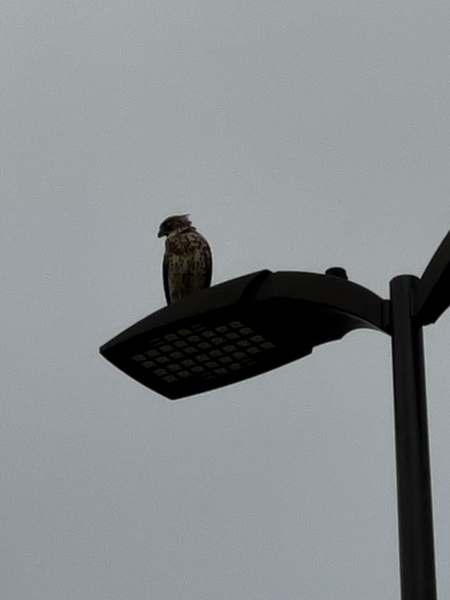 Red-shouldered Hawk - ML649574032
