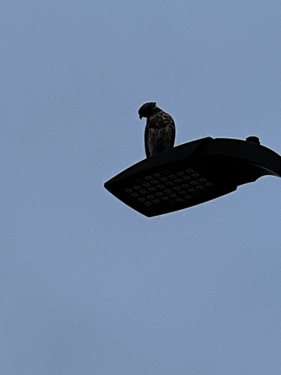 Red-shouldered Hawk - ML649574033