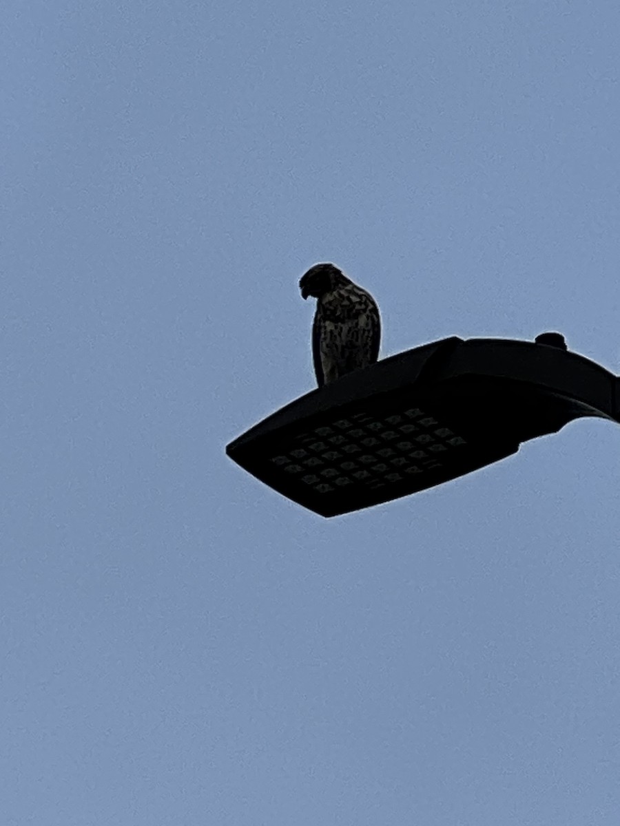 Red-shouldered Hawk - ML649574034