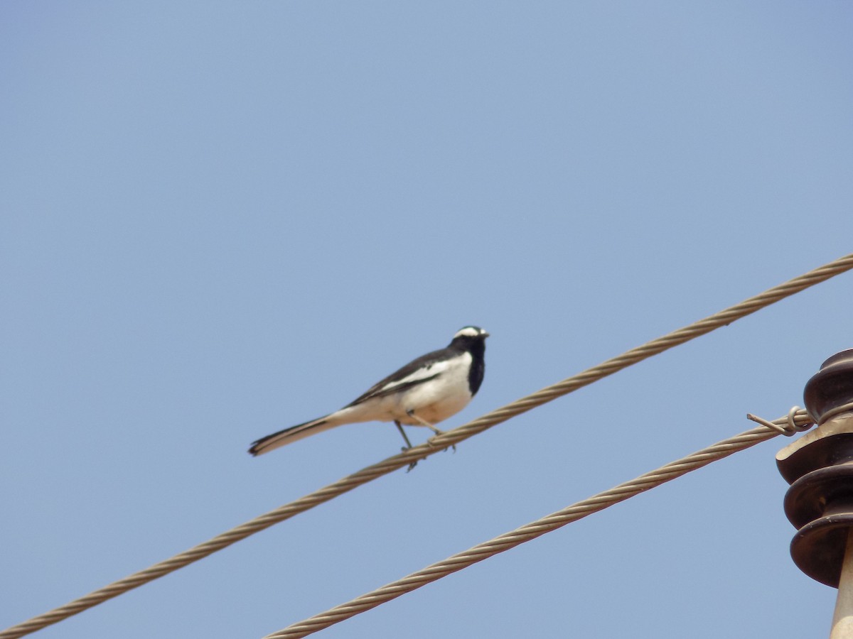 White-browed Wagtail - ML649574035