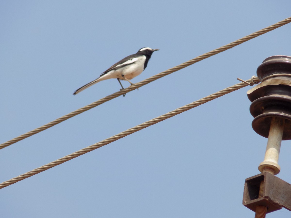White-browed Wagtail - ML649574036
