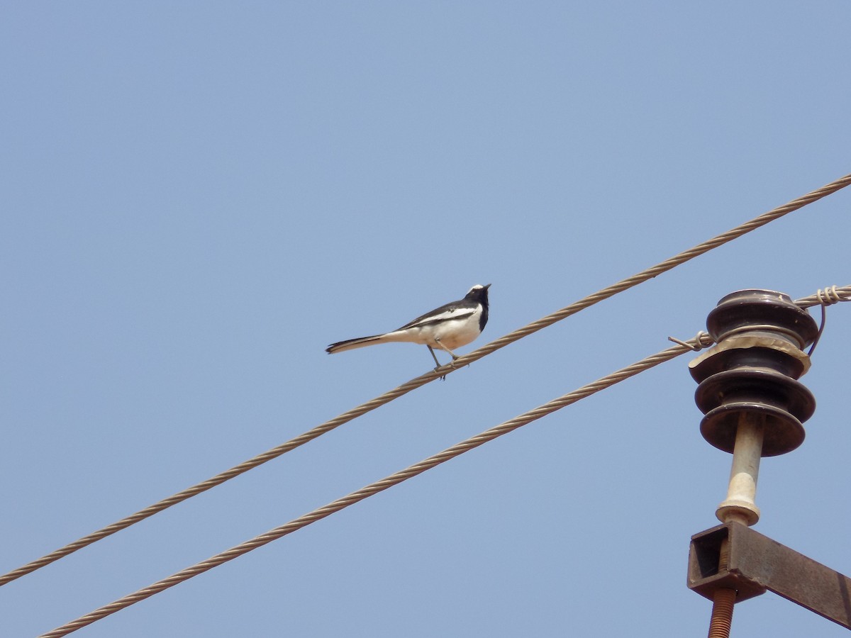 White-browed Wagtail - ML649574037