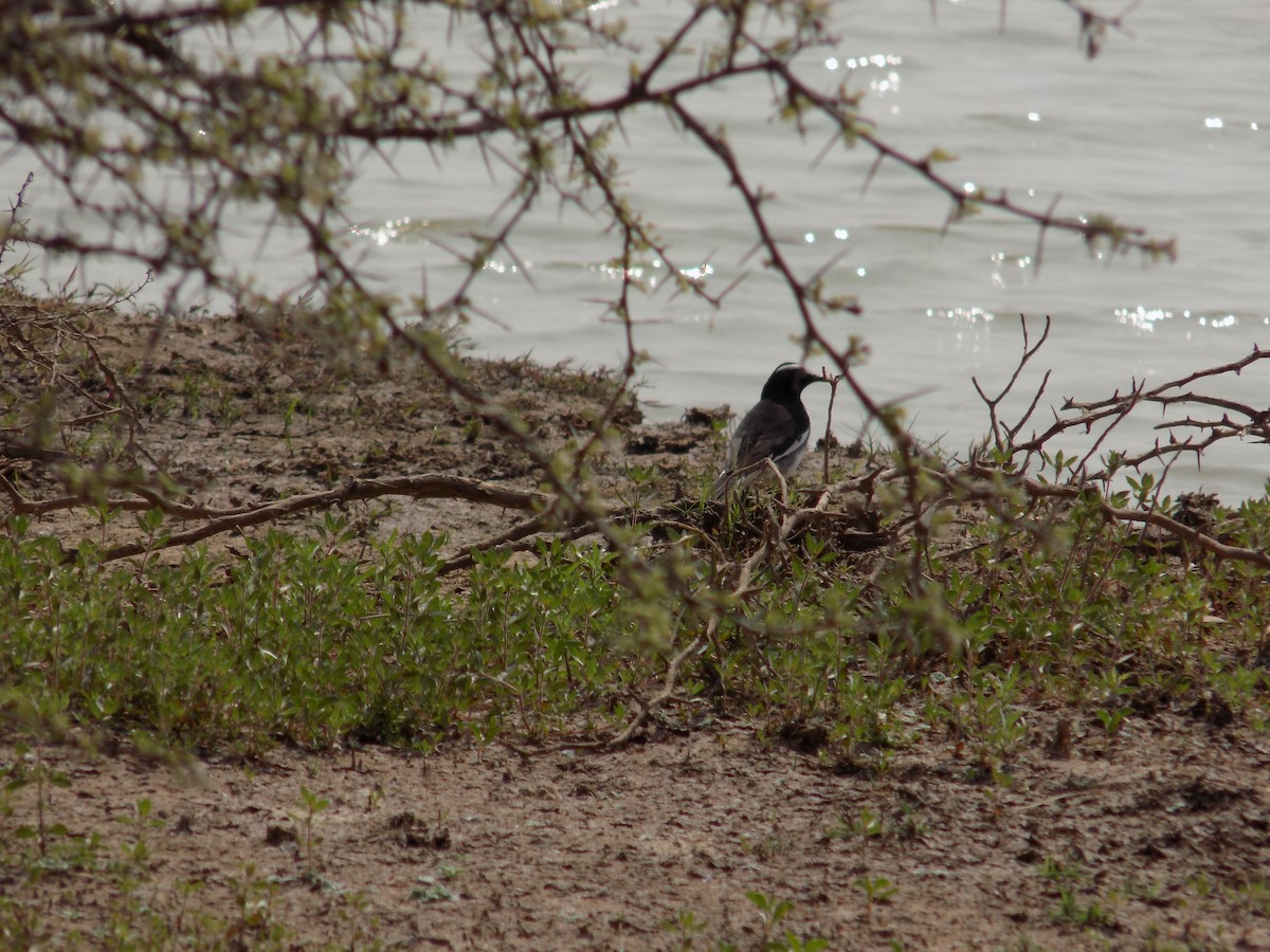 White-browed Wagtail - ML649574038