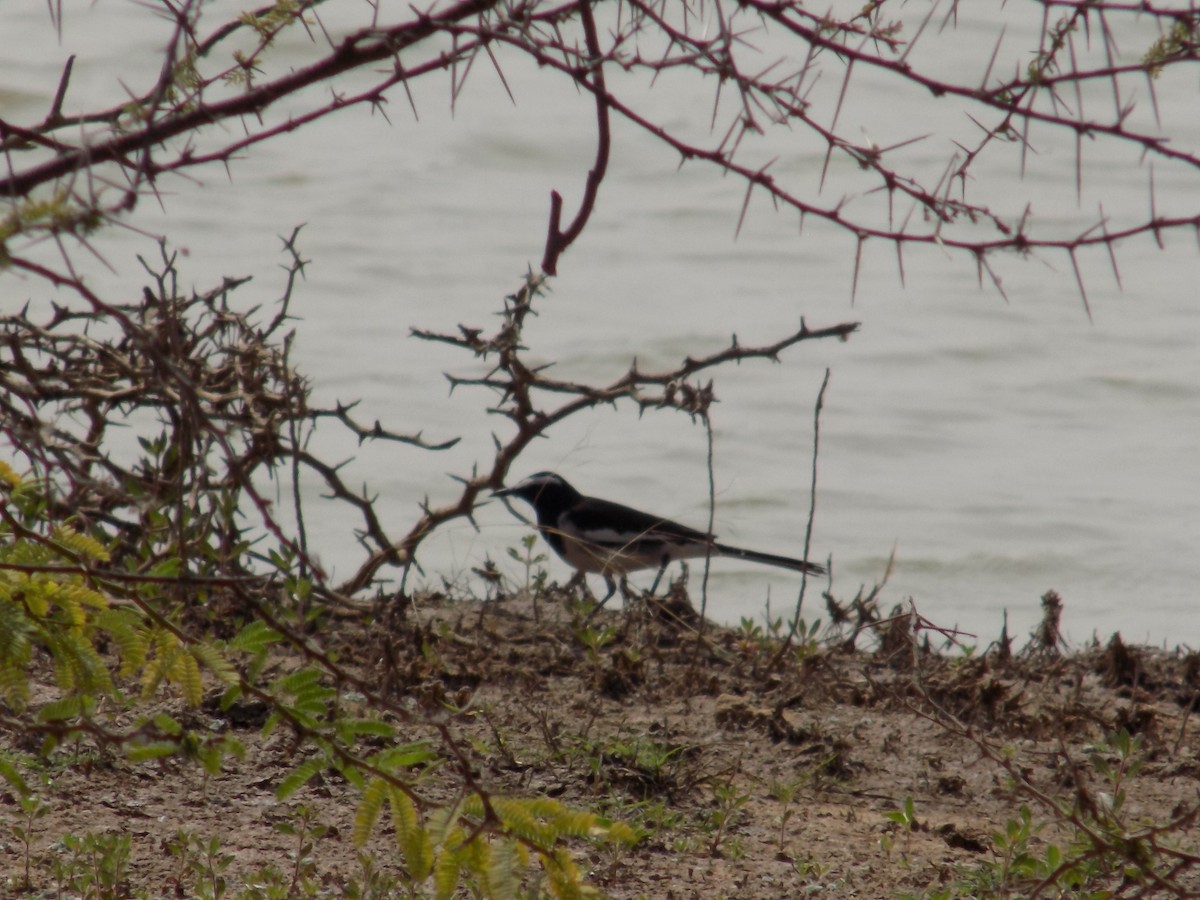 White-browed Wagtail - ML649574039