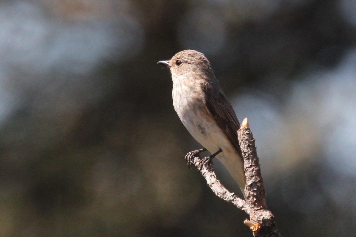 חטפית אפורה - ML649574040