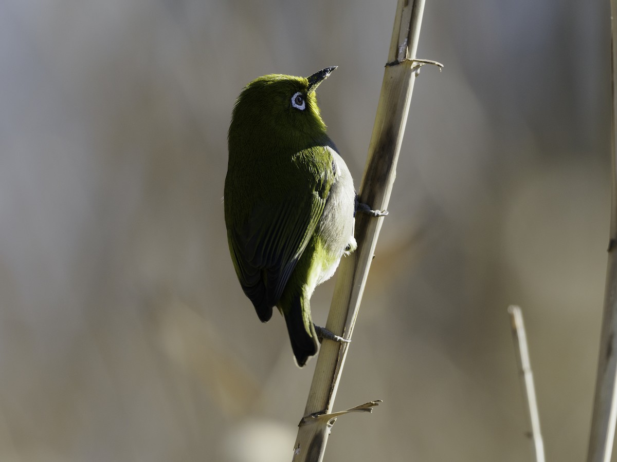 Warbling White-eye - ML649574041