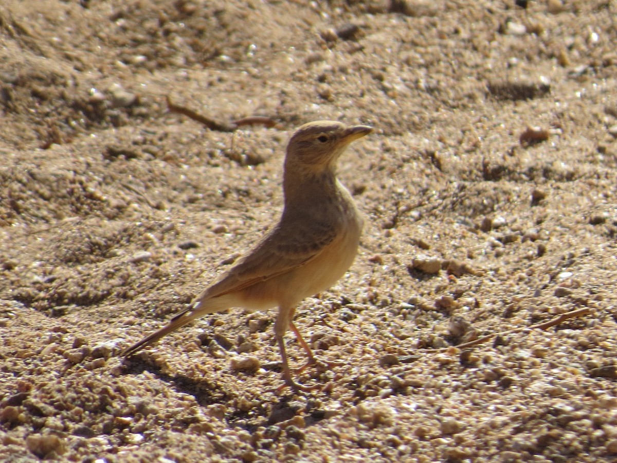 עפרוני מדבר - ML649574042