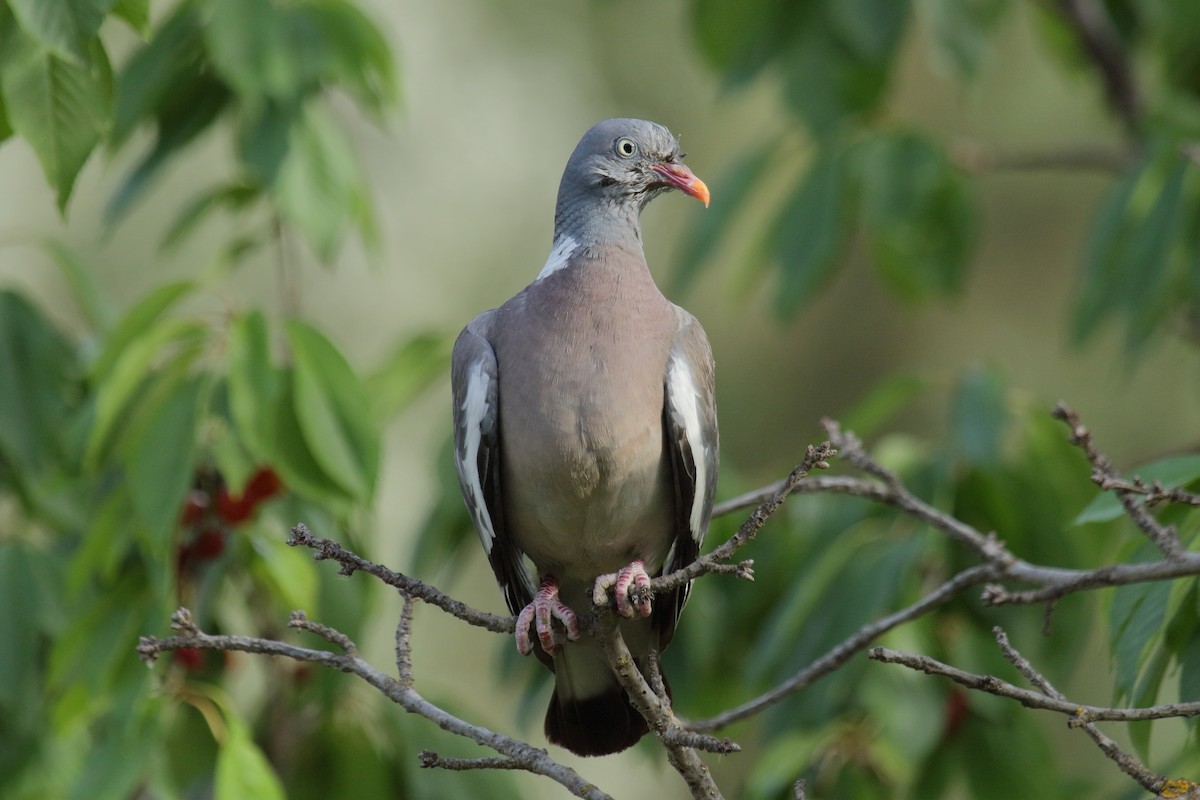 יונת ענק - ML649574044