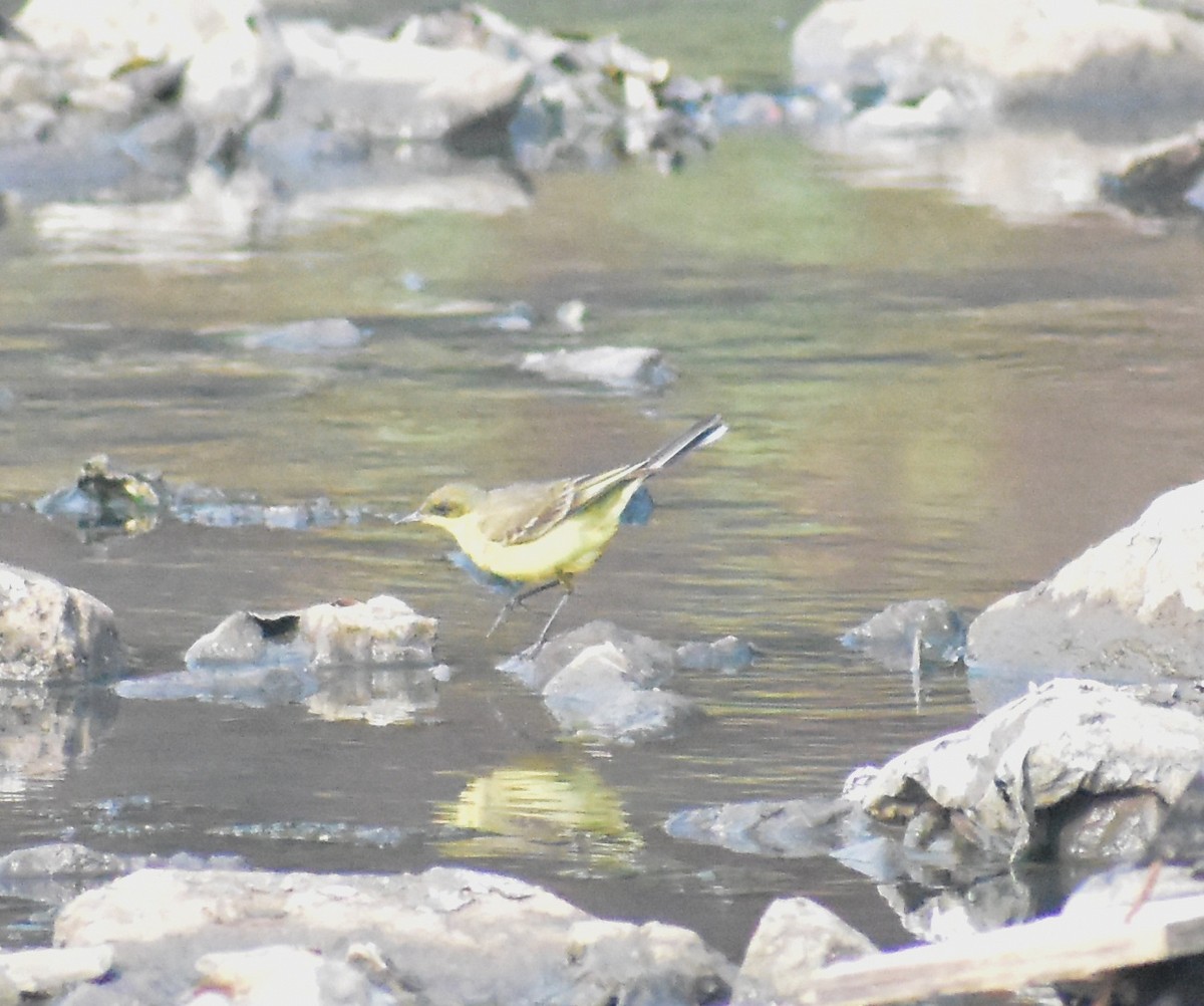 נחליאלי צהוב - ML649574047