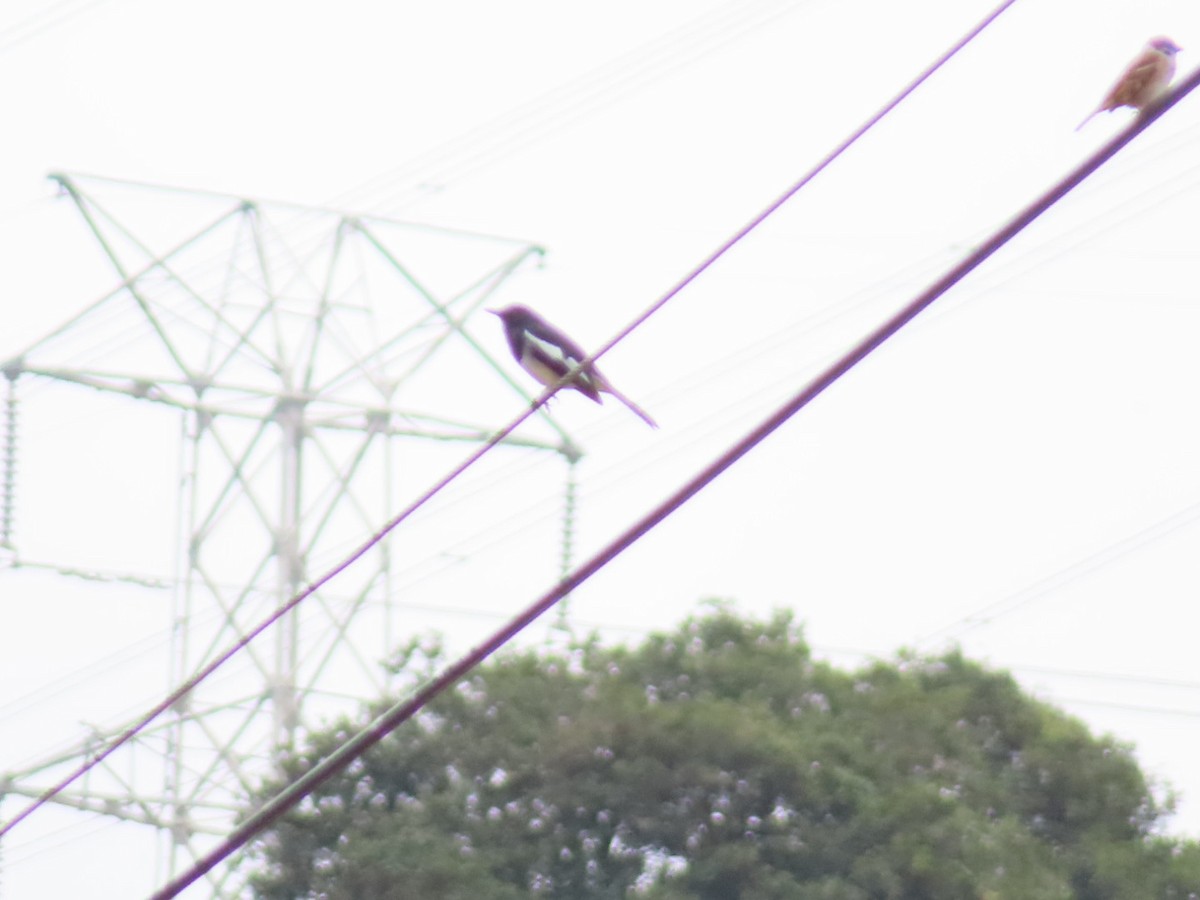 Oriental Magpie-Robin - ML649574048
