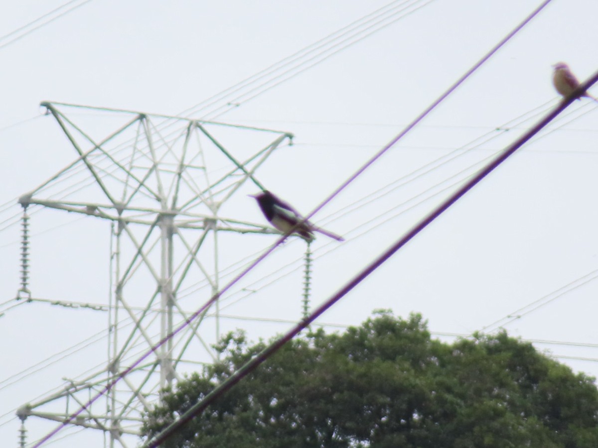 Oriental Magpie-Robin - ML649574049