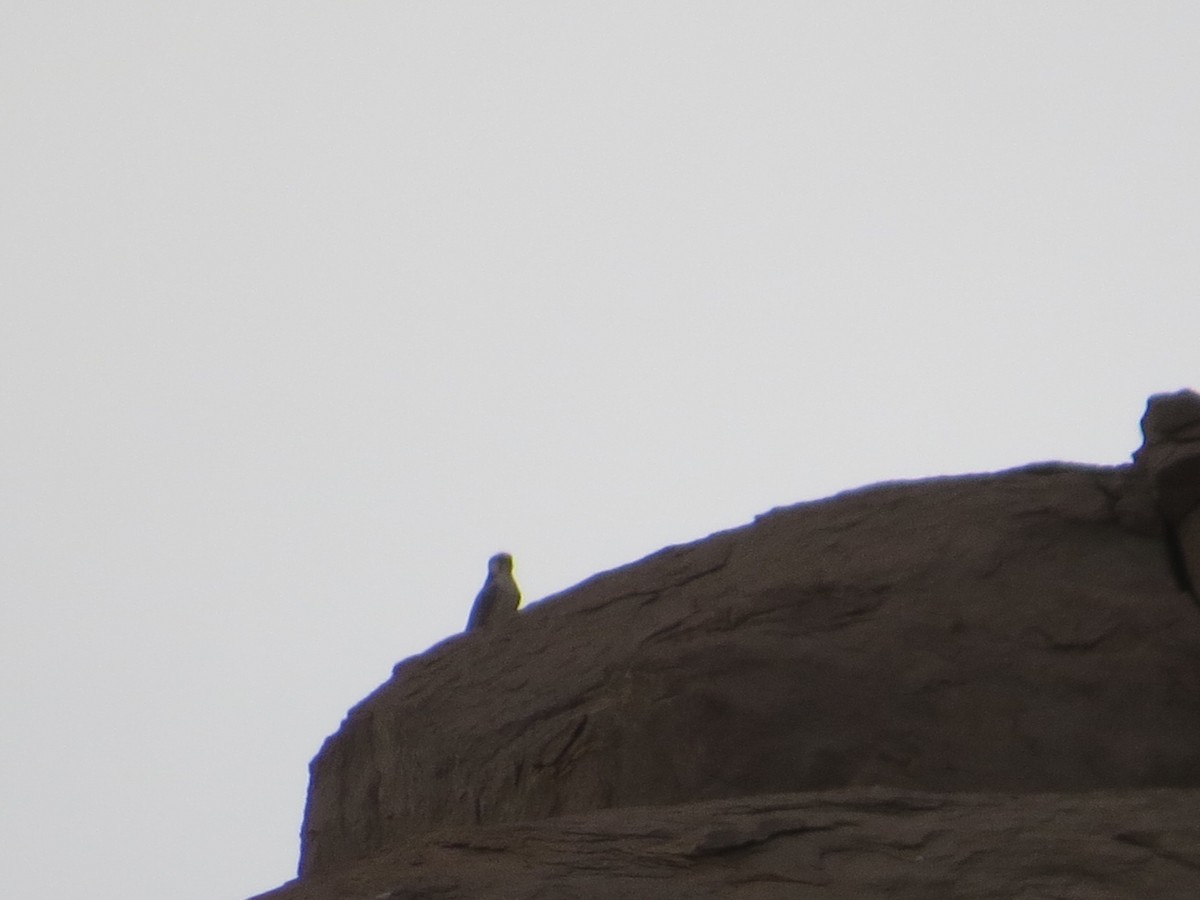 בז צוקים - ML649574053