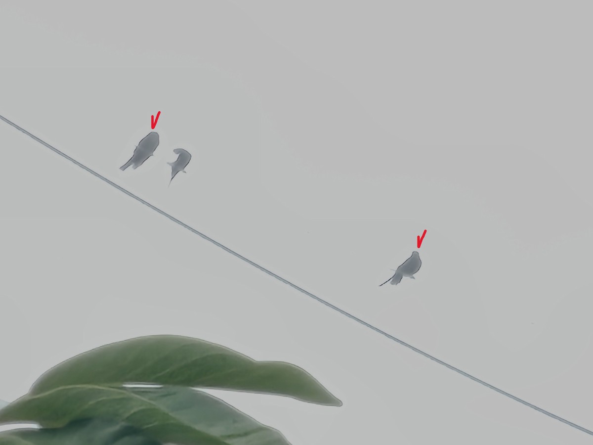 大卷尾 - ML649574464