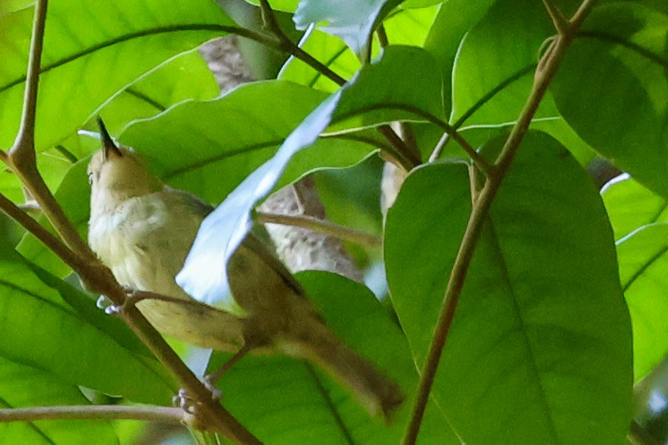Large-billed Scrubwren - ML649574466