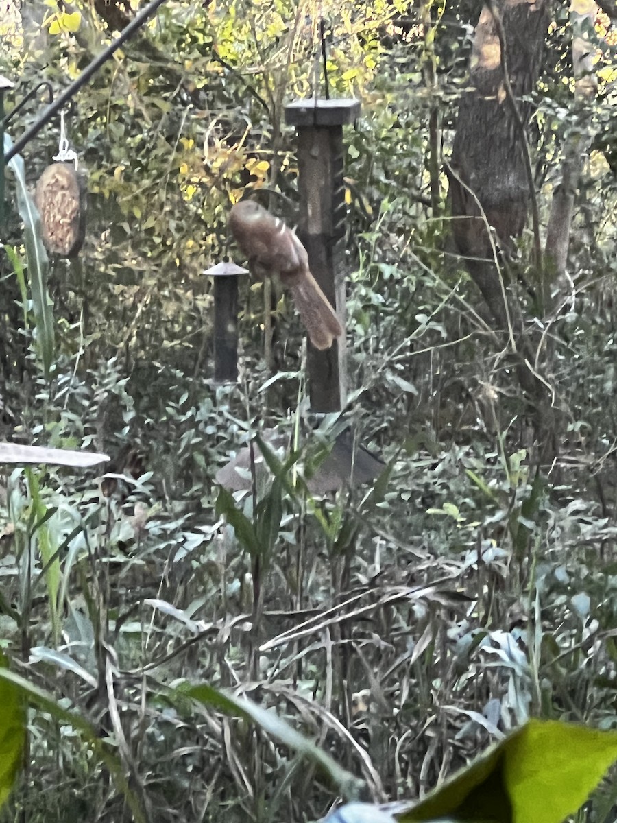 Brown Thrasher - ML649574469
