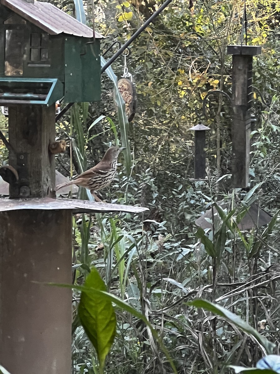 Brown Thrasher - ML649574470