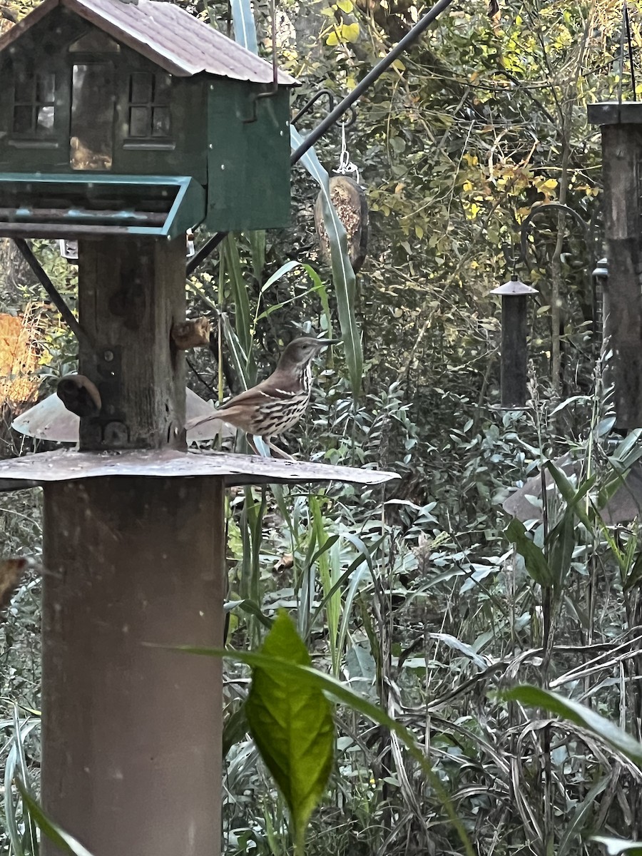 Brown Thrasher - ML649574471