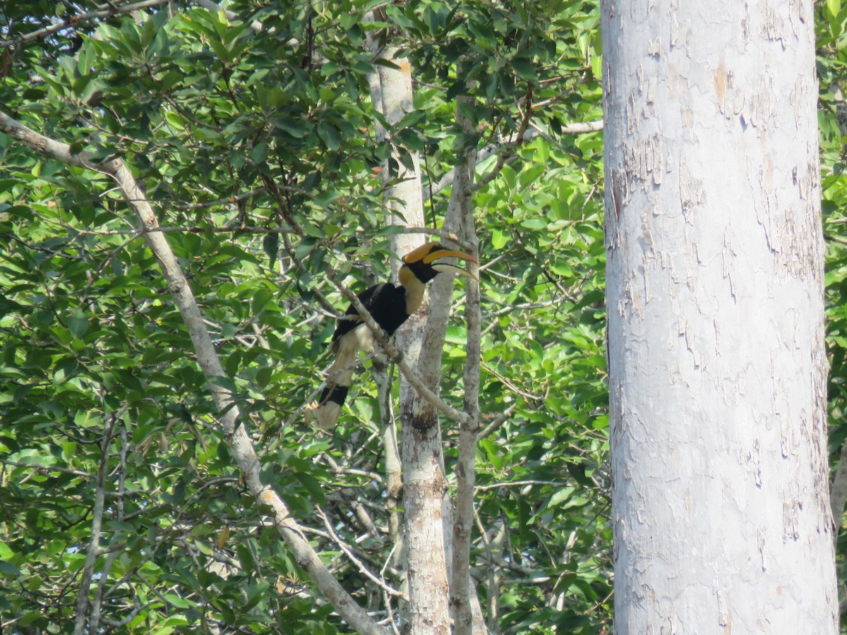Great Hornbill - ML649574473