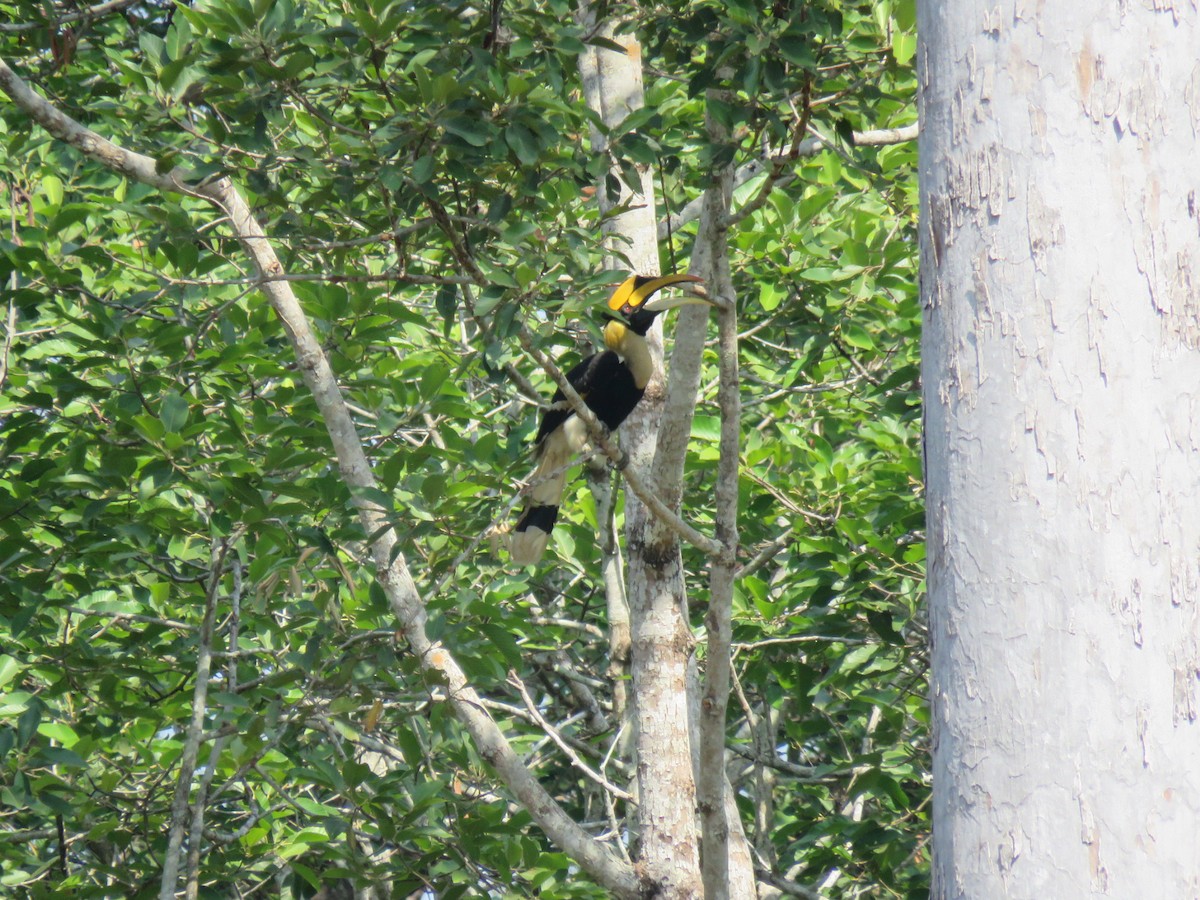 Great Hornbill - ML649574474
