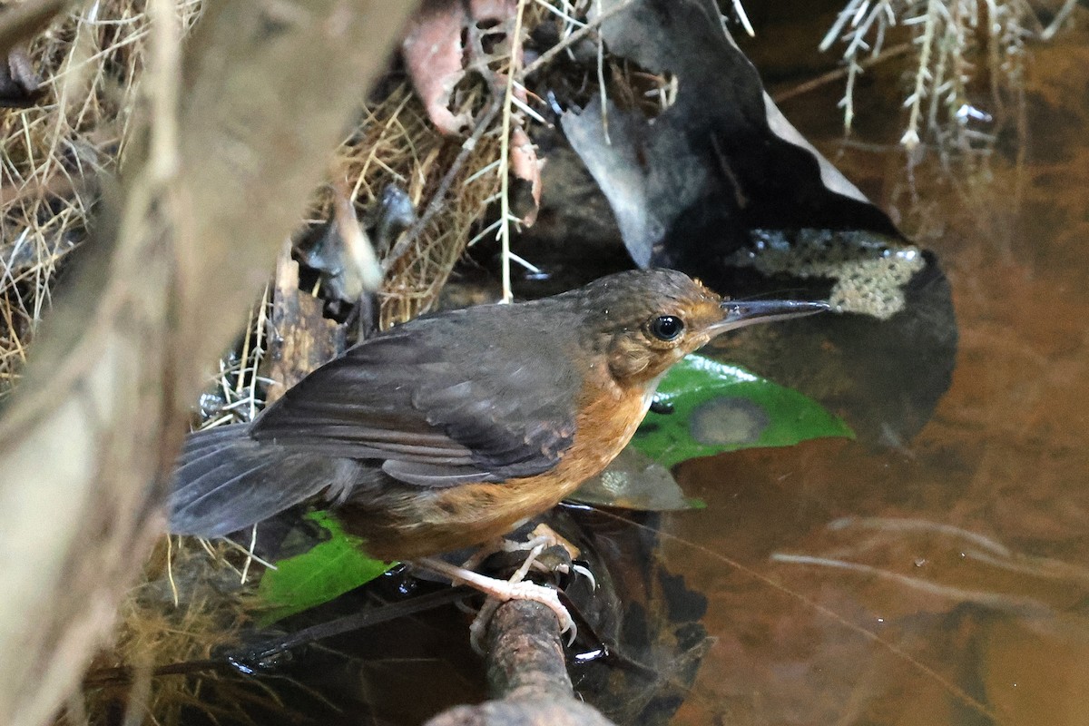 Silvered Antbird - ML649574475