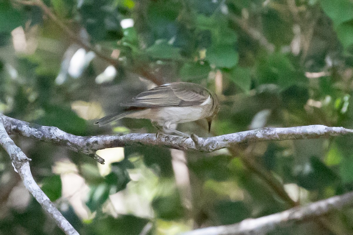 Lewin's Honeyeater - ML649574476