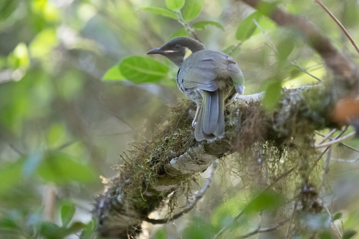Lewin's Honeyeater - ML649574477