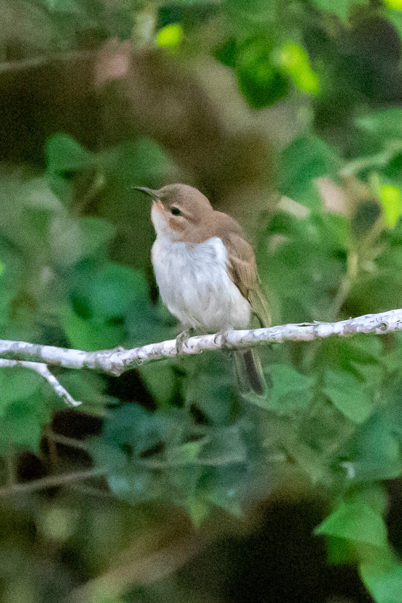 Lewin's Honeyeater - ML649574478