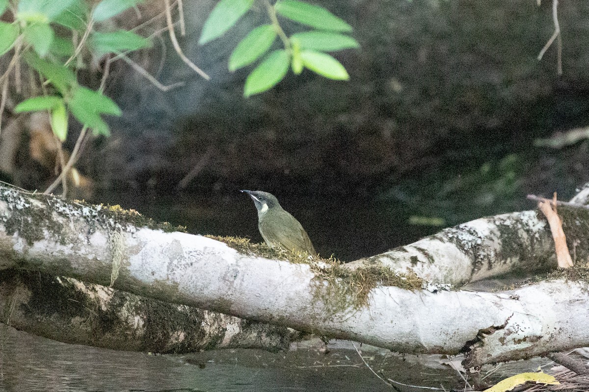Lewin's Honeyeater - ML649574479