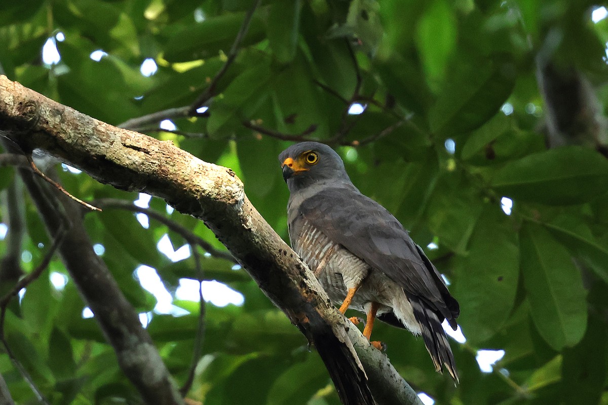 Roadside Hawk - ML649574480