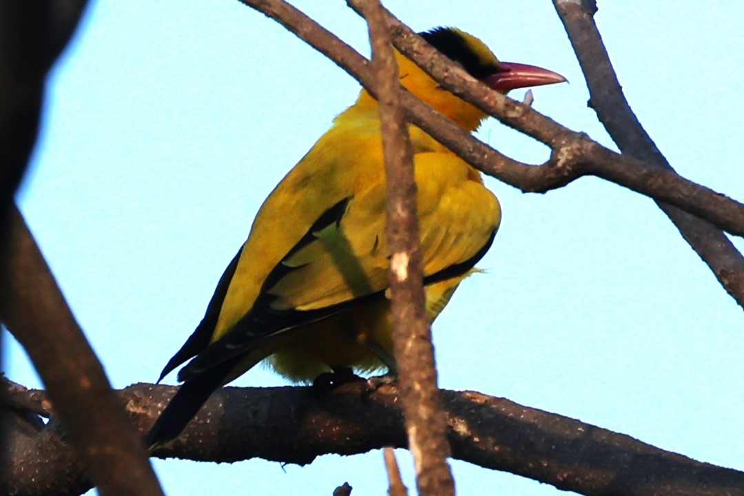 黃鸝 - ML649574481