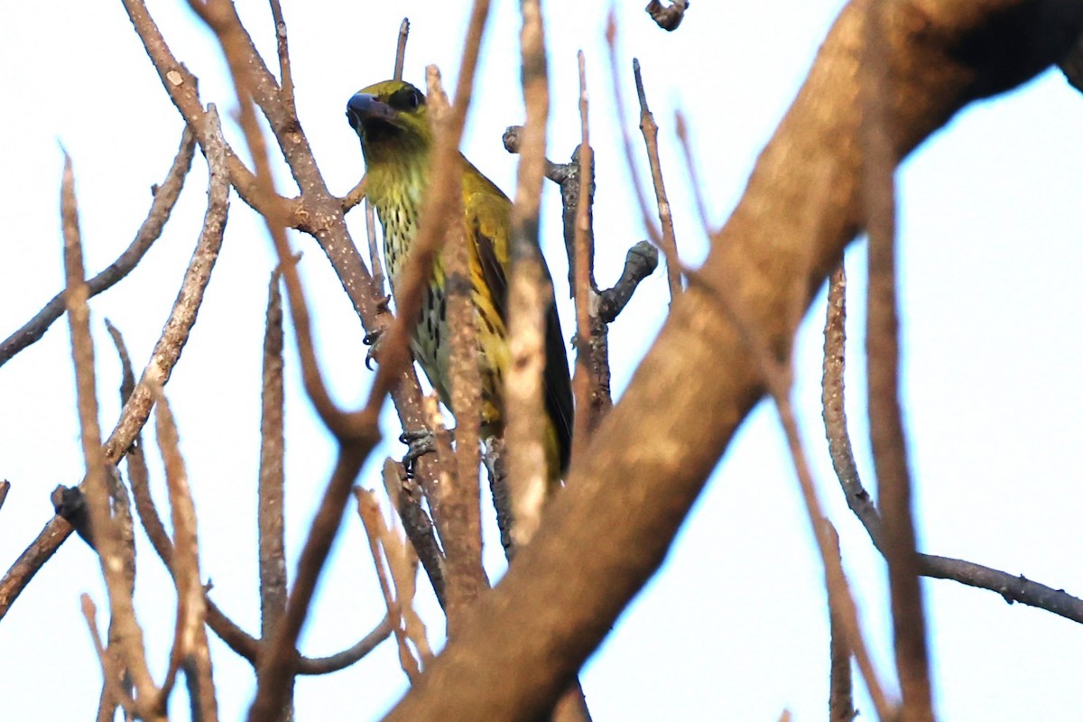 Indian Golden Oriole - ML649574482