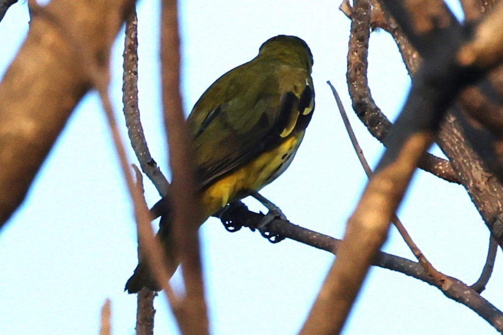 Indian Golden Oriole - ML649574483