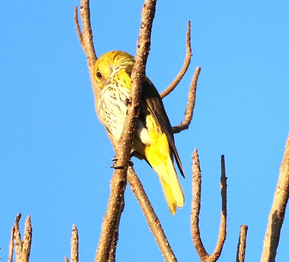 Indian Golden Oriole - ML649574484