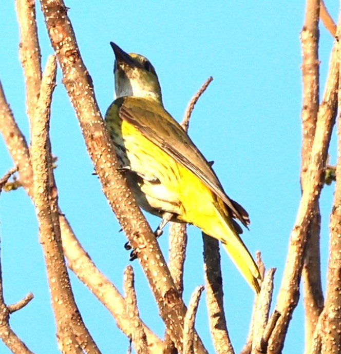 Indian Golden Oriole - ML649574485