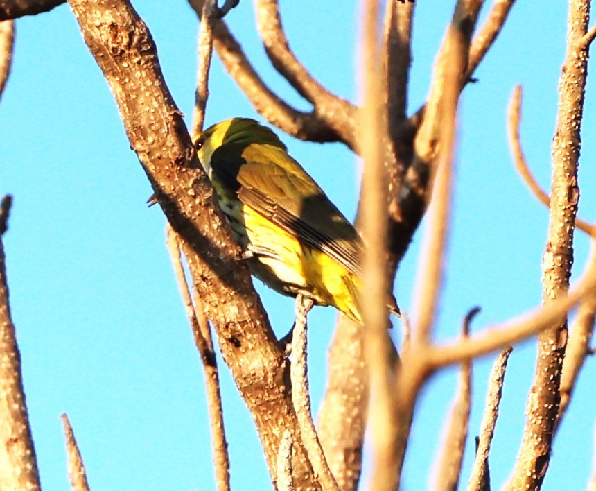 Indian Golden Oriole - ML649574486