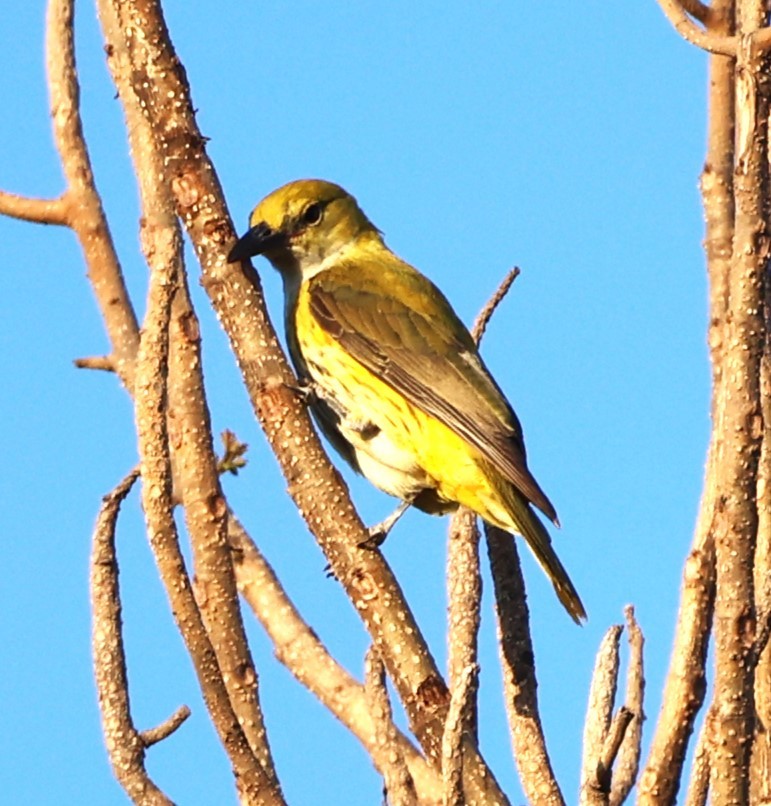 Indian Golden Oriole - ML649574487