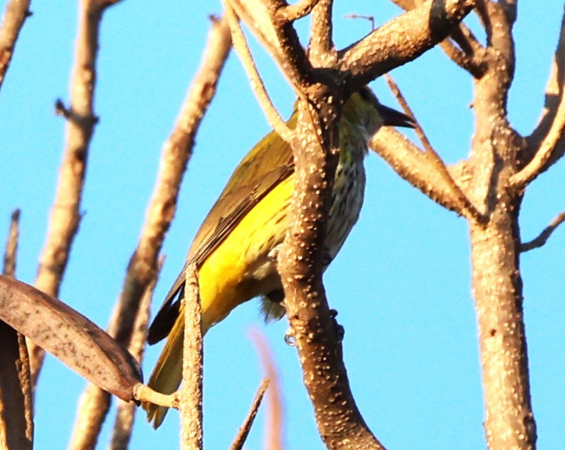 Indian Golden Oriole - ML649574488