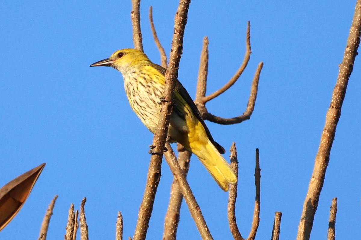 Indian Golden Oriole - ML649574489