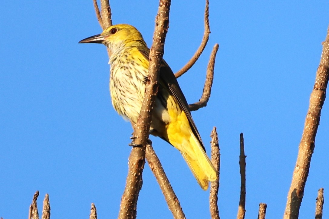 Indian Golden Oriole - ML649574490