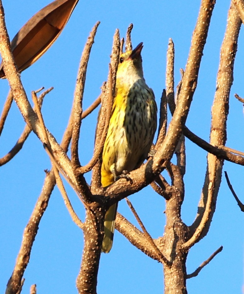 Indian Golden Oriole - ML649574491
