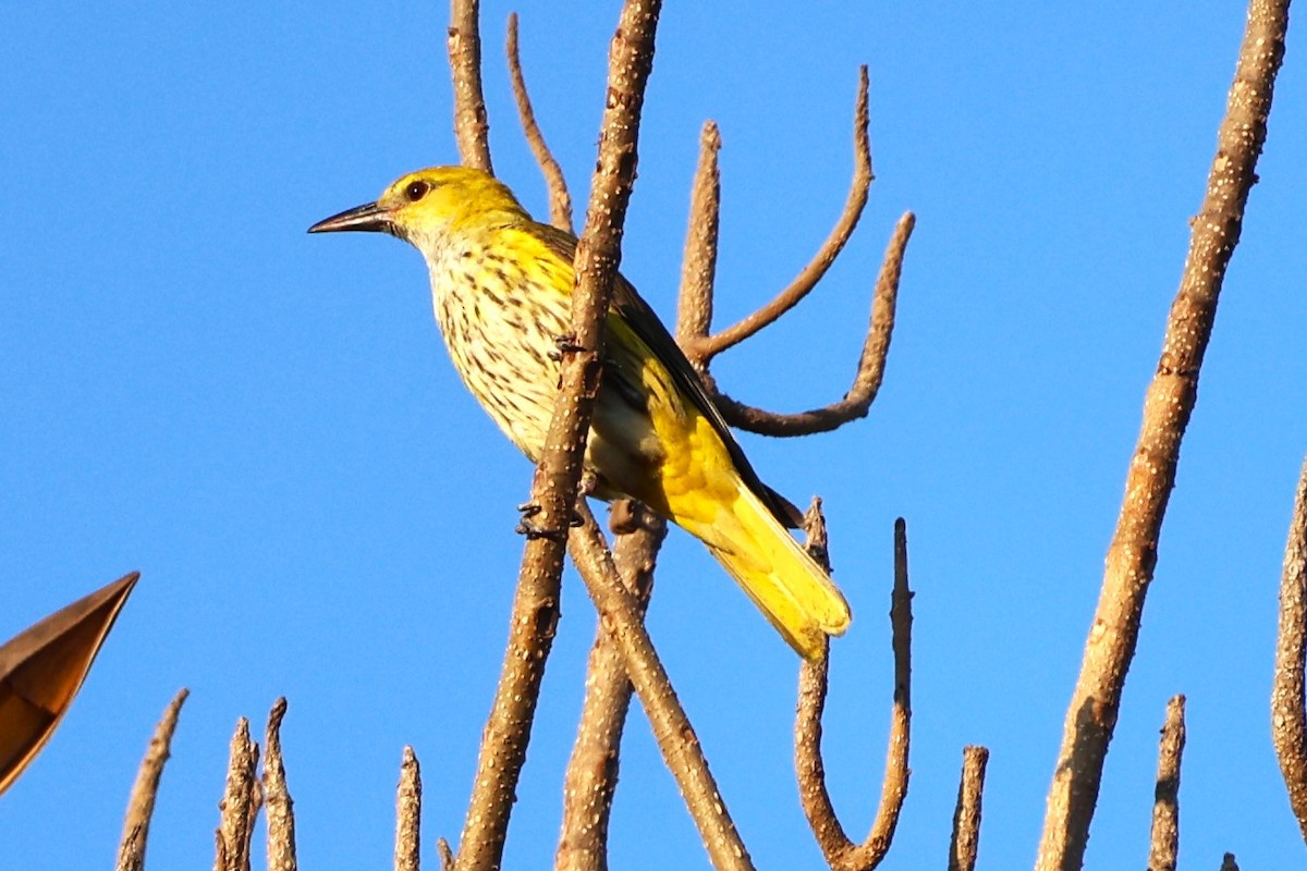 Indian Golden Oriole - ML649574492