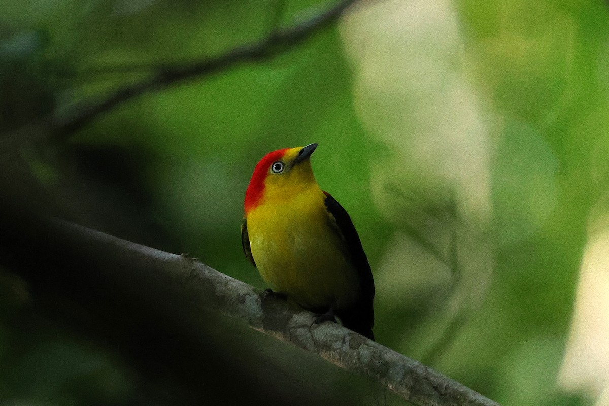 Wire-tailed Manakin - ML649574494