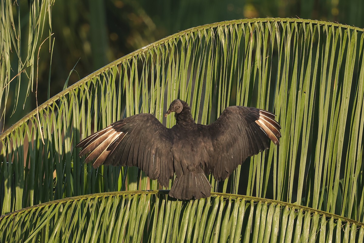 Black Vulture - ML649574495